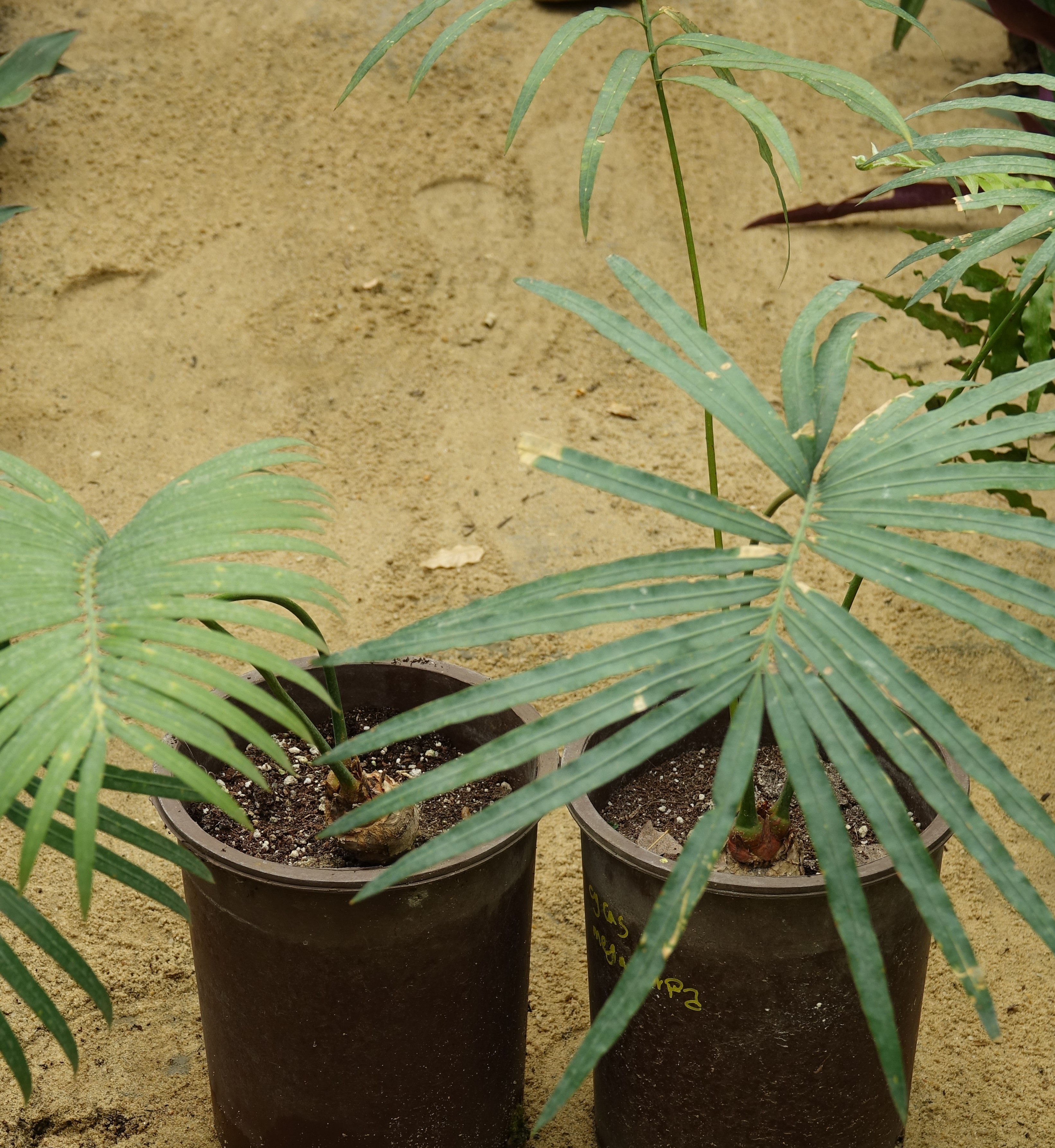 Cycas megacarpa